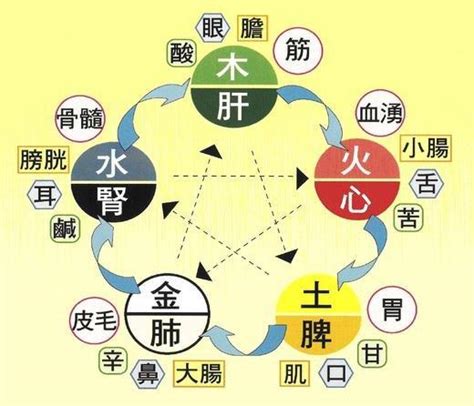 五臟六腑五行|中醫知識 